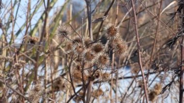 Büyük dulavratotu (Arctium fındık kuru dikenleri sallanan Rüzgar)
