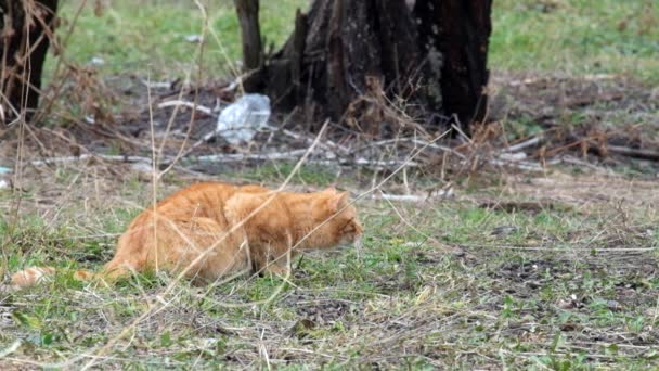 Red Headed Cat Closely Watching Other Cat — Stock Video