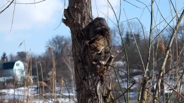 Gestreifte Katze Steht Auf Dem Baum Auf Dem Weg Nach — Stockvideo