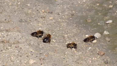 Avrupa karanlık arı (Apis mellifera mellifera yerden nem toplamak)