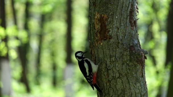 Grote Bonte Specht Haalt Larven Van Kevers Uit Stam Van — Stockvideo