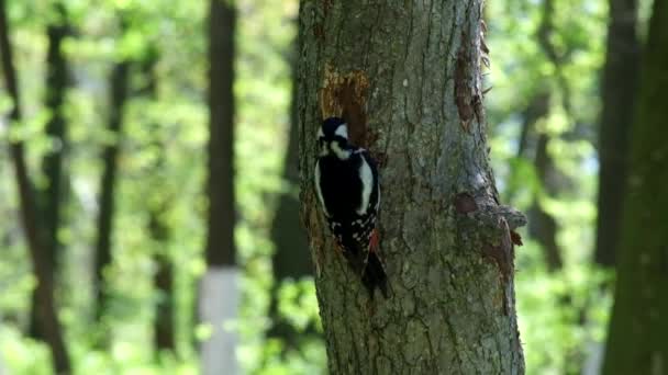 大斑点啄木鸟从树干上提取甲虫的幼虫 啄木鸟少校 — 图库视频影像