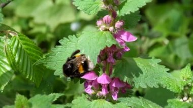 Ölü nettles (Bombus çiçeklerin polen topladıktan sonra onun pençeleri büyük bumblebee temizler)