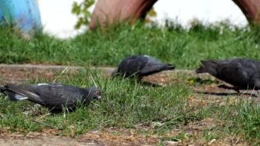 Güvercinler genç yeşil çimlere (Columba livia otlatmak)