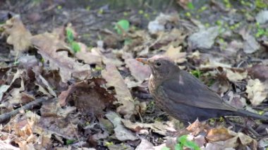 Şarkı ardıç (Turdus philomelos çevresinde gelişmeler yakından takip)