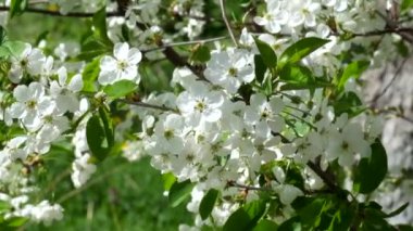 Rüzgarda sallanan beyaz kiraz çiçeği. Çiçek açması kiraz twigs Rüzgar sallıyor