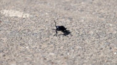 Genç Menekşe yağı böceği asfalt üzerine oturur ve anten (Meloe violaceus taşır)