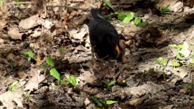 Blackbird aramalar altında kuru yaprak böceği larvaları (Turdus merula)
