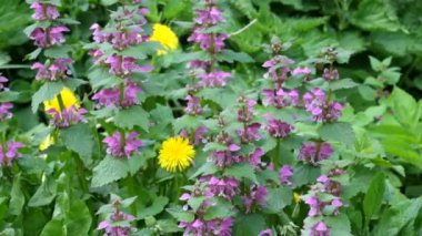 Çiçek açması kırmızı ölü ısırgan (Lamium purpureum rüzgarda sallanan)