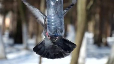 Mavi Güvercin bir plastik şişe (Columba yapılan küçük bir kuş besleyici içine tırmanmaya çalışıyor)