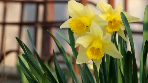 Brisa Leve Treme Flores Amarelas Narciso Selvagem Narcissus Pseudonarcissus — Vídeo de Stock