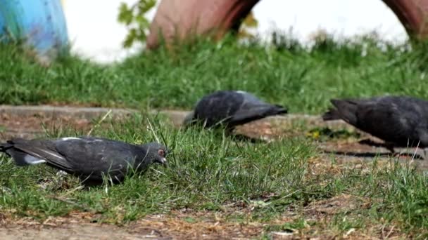 비둘기 비둘기 리비아 잔디에 — 비디오