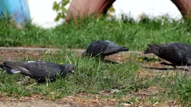 Las Palomas Pastan Hierba Verde Joven Columba Livia — Vídeo de stock