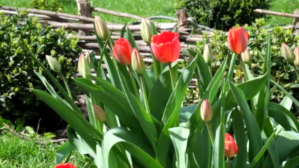 Tulipes rouges balancent doucement du vent (Tulipa )