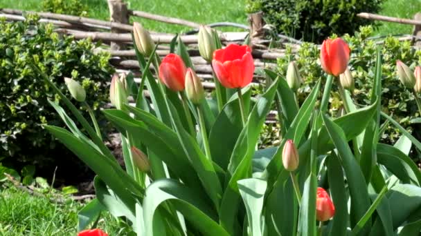 Rote Tulpen Schwingen Sanft Vom Wind Tulpen — Stockvideo