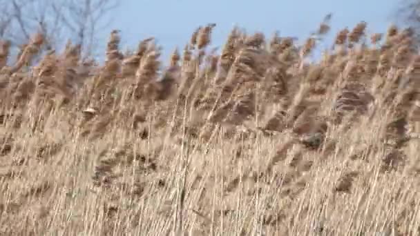 Sterke Wind Schudt Hoog Droog Gras — Stockvideo