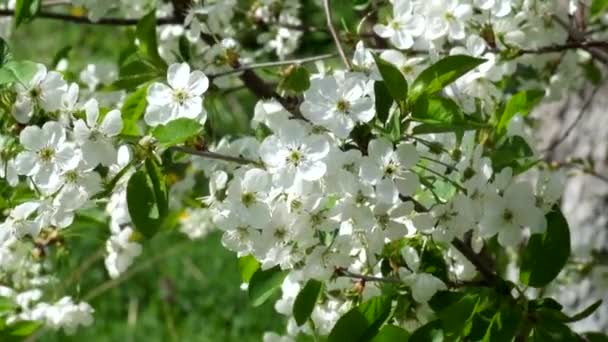 Weiße Kirschblüten Wiegen Sich Wind Wind Schüttelt Zweige Blühender Kirschen — Stockvideo