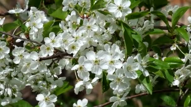 Flor Cereja Branca Balançando Vento Vento Treme Galhos Cereja Florescente — Vídeo de Stock
