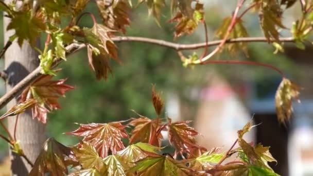 Les Jeunes Feuilles Érable Rougeâtre Bruissent Vent Arrière Plan Pour — Video