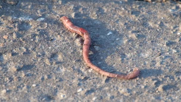 Ortak Avrupa Solucan Yavaş Yavaş Yere Lumbricus Terrestris Tarar — Stok video