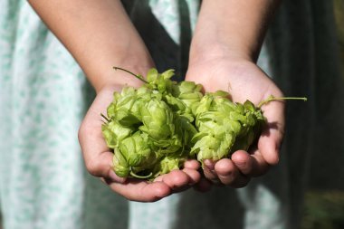 Hop cones in the children's palms
