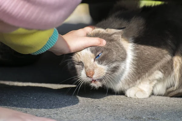 Child stroking a stray cat. Cat bent its head while the child strokes the cat behind the ear