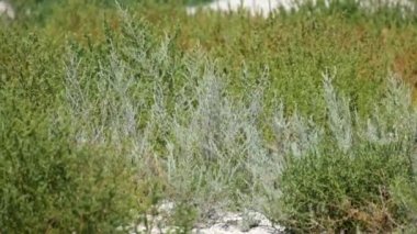 Otlar rüzgarda sallanıyor