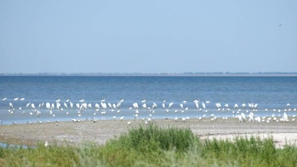 Large colony of great white heron on the shore of the Shagany Lagoon (Tuzlovski Lagoons National Park) — Stock Video
