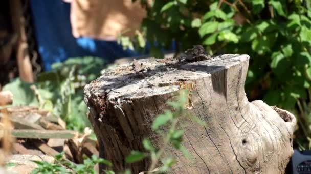 Man smashes rotten boards on an old stump — Stock Video