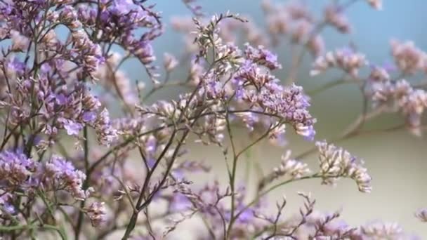 Lila Blüten von Caspia (Limonium gmelinii)) — Stockvideo