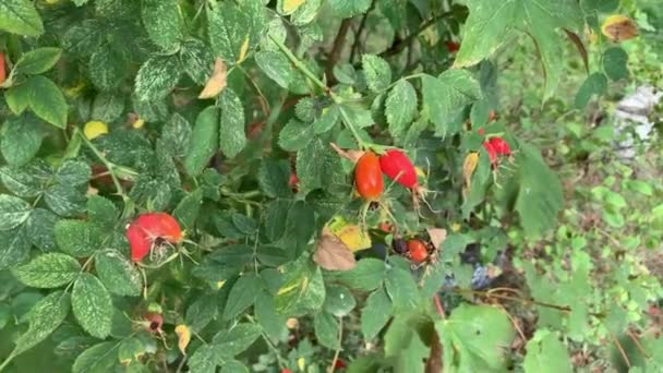 Ripe rose hips on camera in motion — Stock Video
