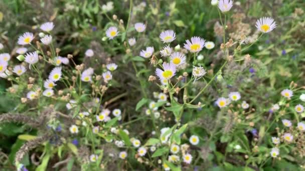 Fleurs de puces annuelles (Erigeron annuus )
