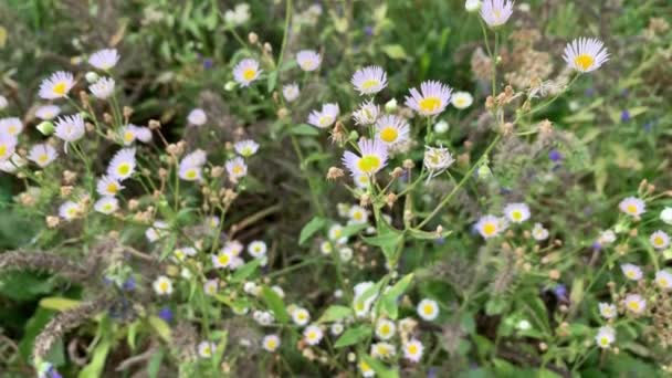 Bloemen van eenjarige vlo (Erigeron annuus) — Stockvideo