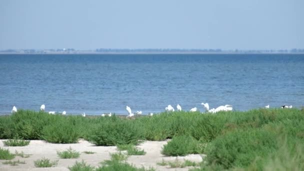 Shagany Gölü kıyısında büyük beyaz balıkçıllar vardır (Shagany Lagoon, Tuzlovski Gölleri Ulusal Parkı) — Stok video