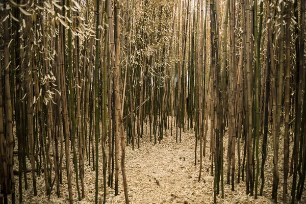 Floresta de bambu marrom — Fotografia de Stock