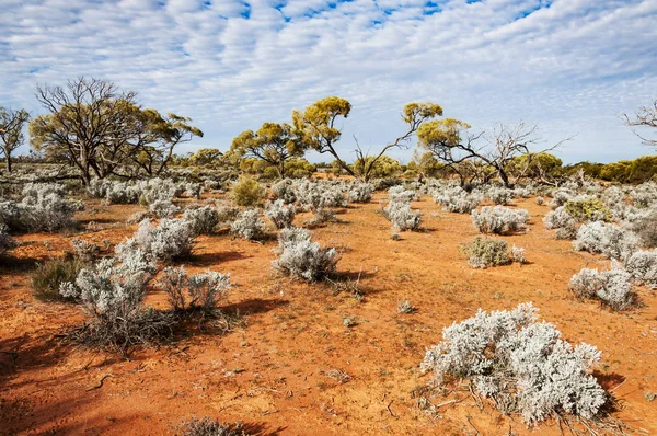 Австралійській пустелі, outback — стокове фото