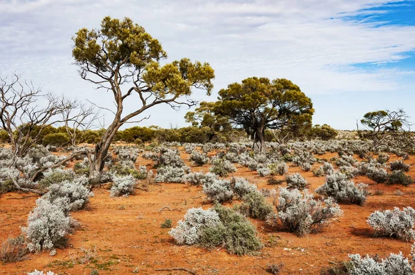 The Australian desert, the outback — Stock Photo, Image