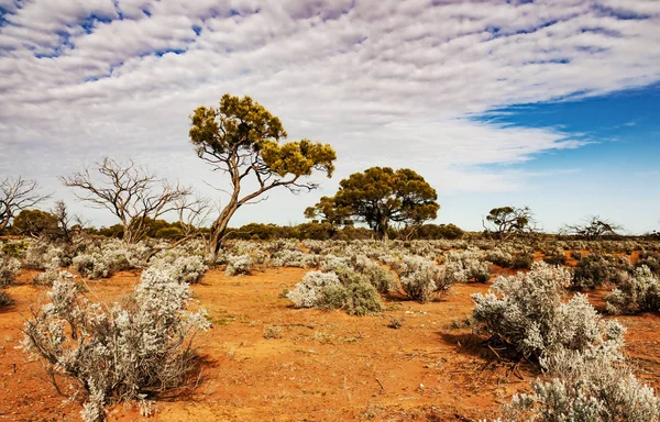 Australské pouště, outback — Stock fotografie