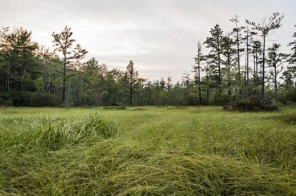 Het boslandschap in Maine — Stockfoto