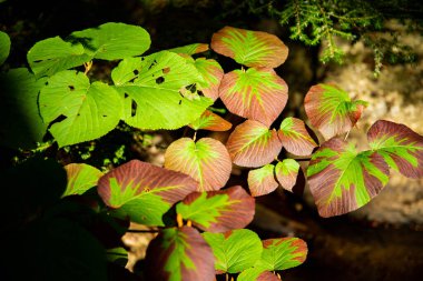 Sonbahar cennet manzarasında yaprakların üzerindeki güneş ışığı