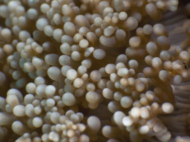 mercan doku arka plan