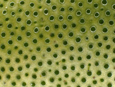 mercan doku arka plan