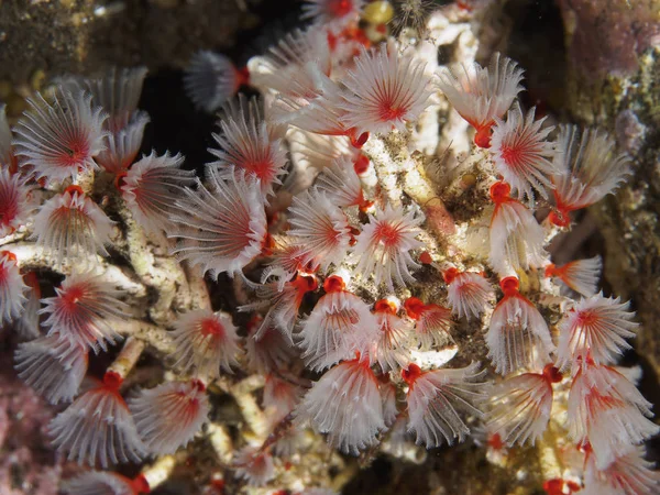 Fundo de textura de coral — Fotografia de Stock