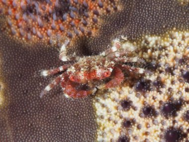 Çilek tüylü Yengeç