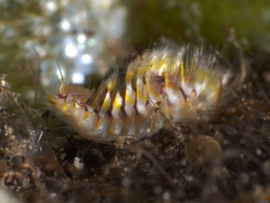 Bali deniz Darklined fireworm
