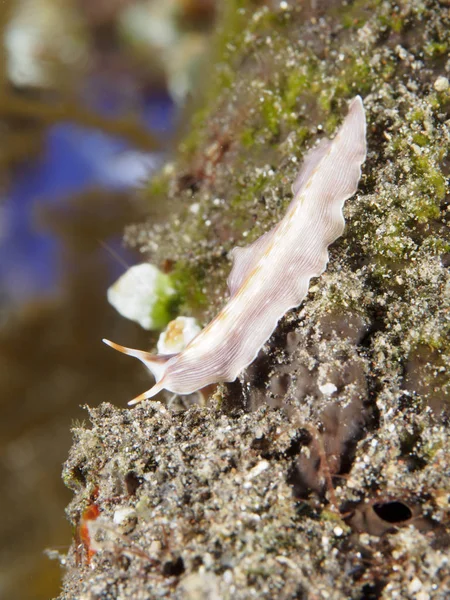 Flatworm Prostheceraeus Bali Sea — Stock Photo, Image