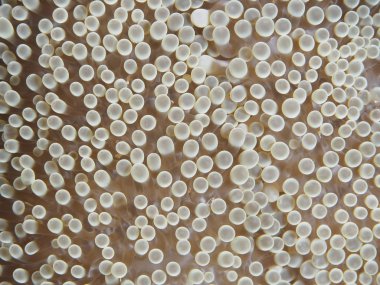 Mercan doku Bohol Denizi Türkiye