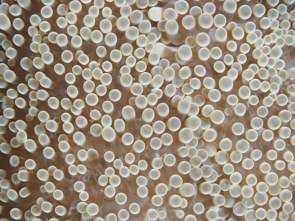 Mercan doku Bohol Denizi Türkiye