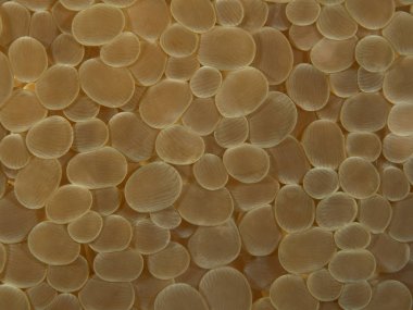 Mercan doku Bohol Denizi Türkiye