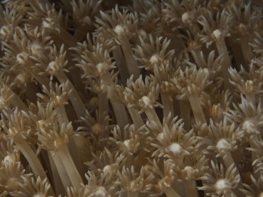 Mercan doku Bohol Denizi Türkiye